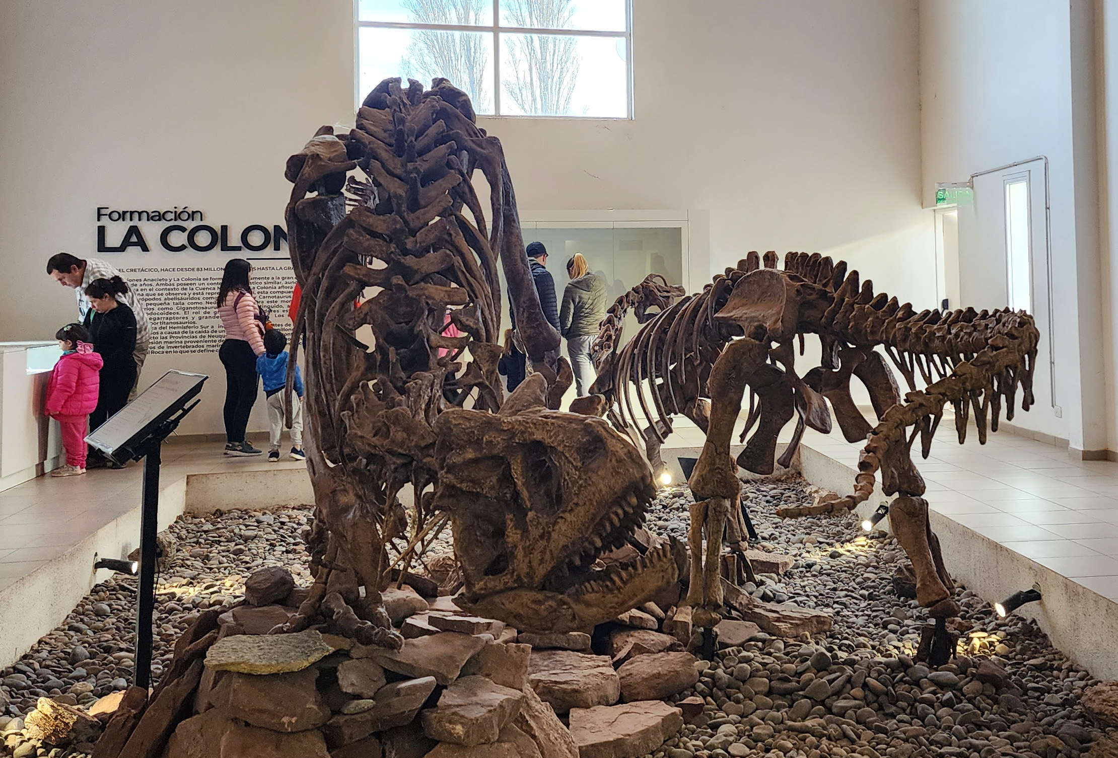 Carnotaurus muestra Museo Bachman