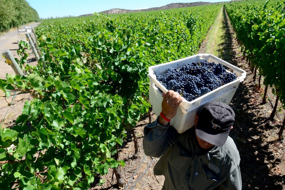 Cosechador en los viñedos cargando un cajón blanco con racimos de uva oscura
