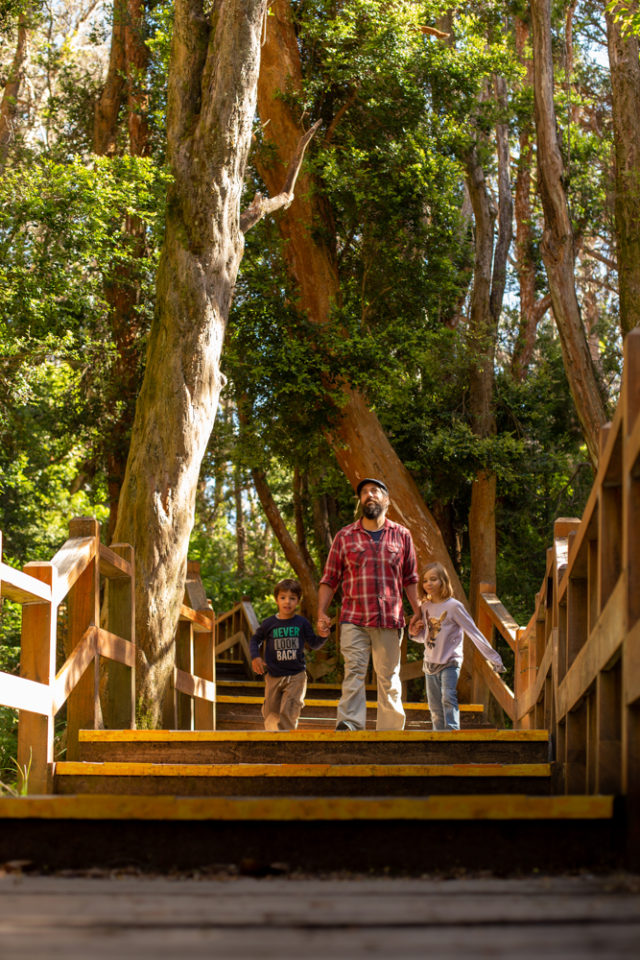 Adulto con niños bajando escalinata en el bosque de arrayanes.