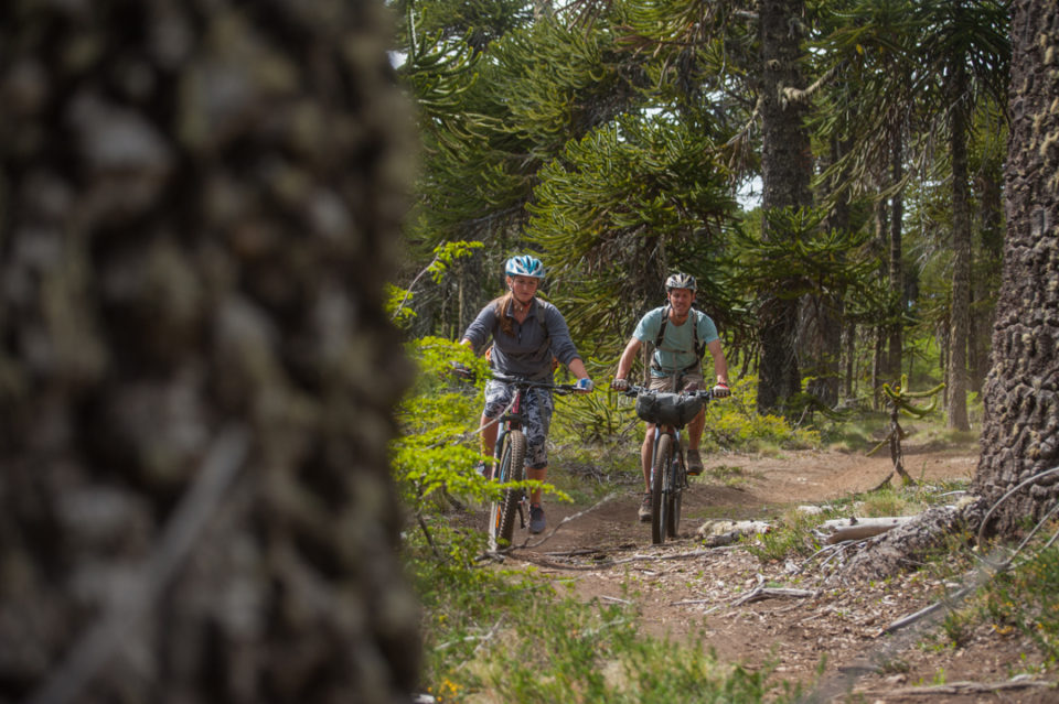 Un hombre y una mujer en bicicleta pasando a través de un bosque de araucarias